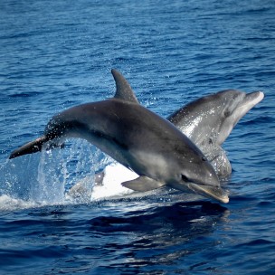 Delfini-giocano-barca